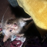 shmoobie aka abagail