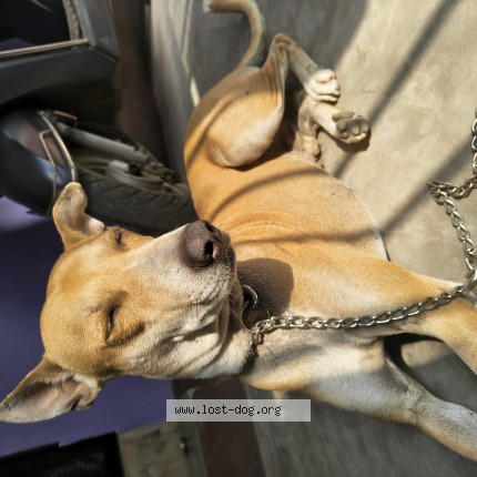 Photo 1/1 leo Dog lost in Cuttack