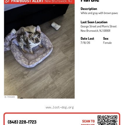 Photo 1/1 Marble Dog lost in New Brunswick