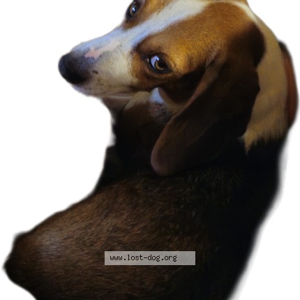 Photo 1/1 cookie Dog lost in Old Fort
