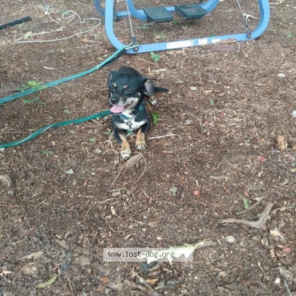 Photo 1/1 Zeus Dog lost in Newton
