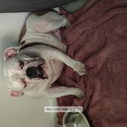 Photo 1/1 Witchy Dog lost in New Castle