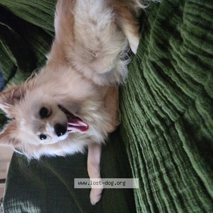 Photo 1/1 Reunited dog Found in Visalia