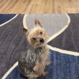 oscar