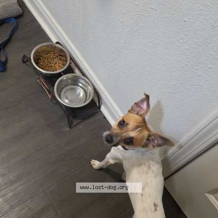 Photo 1/1 Found dog Found in Marietta