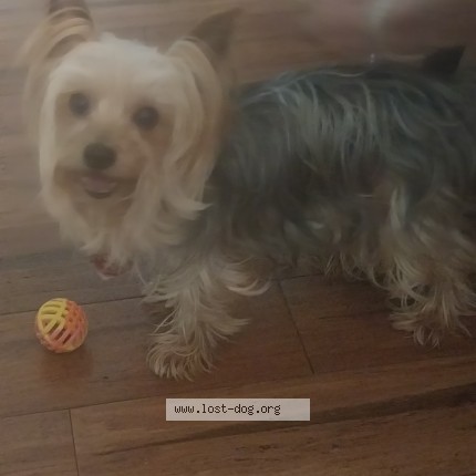 Photo 1/1 Ace Dog lost in Richmond