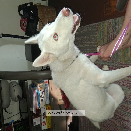 Photo 1/1 Found dog Found in Harrisburg