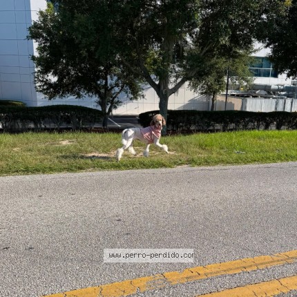 Photo 1/1 Coco Chanel Dog lost in Davenport