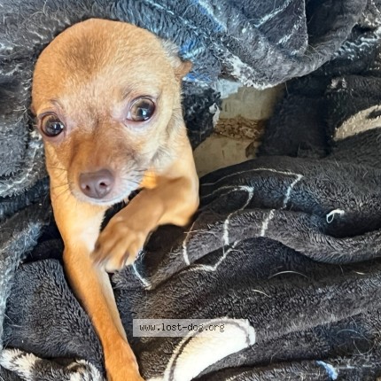 Photo 1/1 kiki Dog lost in Cherry Valley