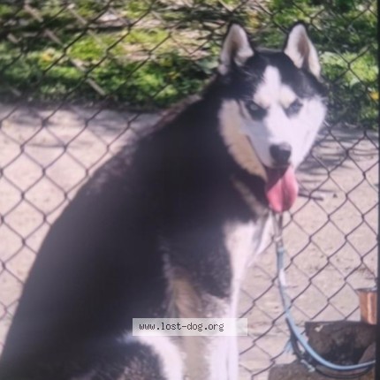 Photo 1/1 Blue Dog lost in Baltimore
