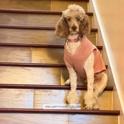 Photo 1/1 Coco chanel Dog lost in Davenport