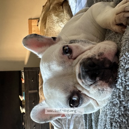 Photo 1/1 gorda Dog lost in Oxnard