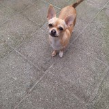 Lola