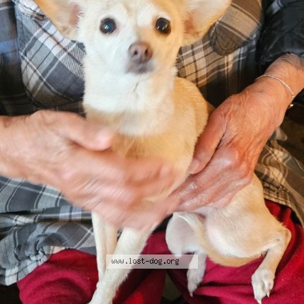 Photo 1/1 Daisy Dog lost in Stockton