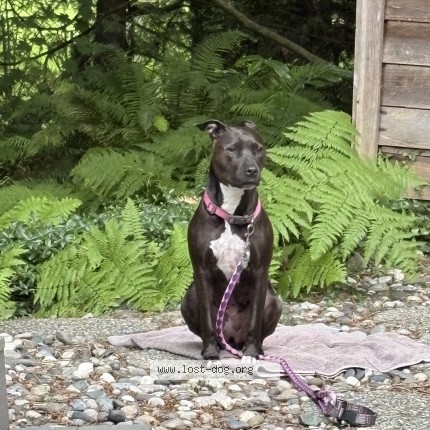 Photo 1/1 stella Dog lost in Maple Ridge
