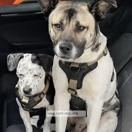 Photo 4/4 Found dog Found in Pacific Palisades