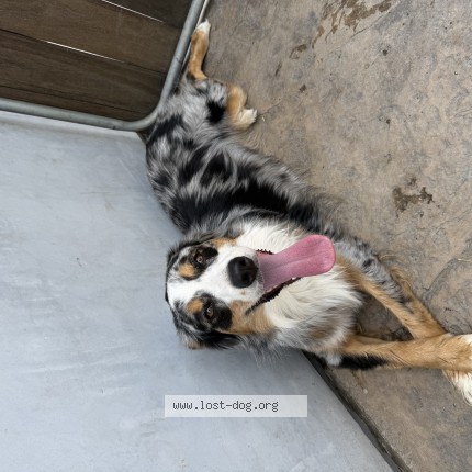 Photo 1/1 Reunited dog Found in Buena Park