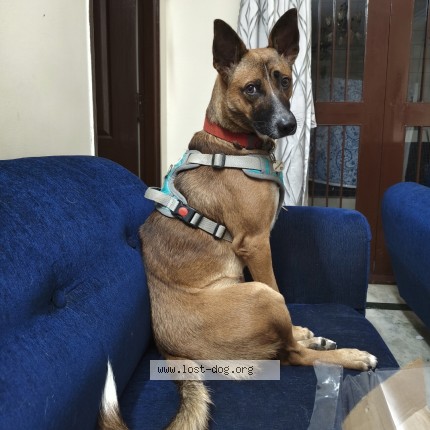 Photo 1/1 Whiskey Dog lost in Hyderabad