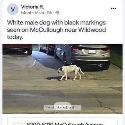 Photo 1/1 Broderick Dog lost in San Antonio