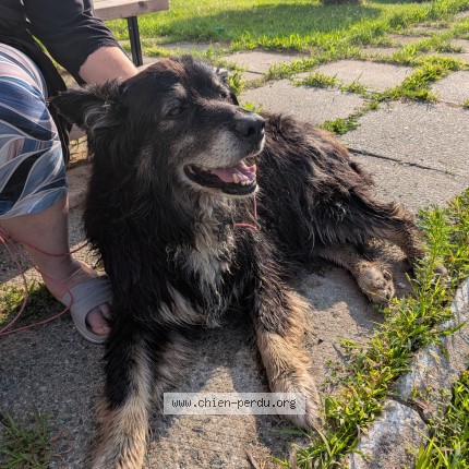 Photo 1/1 Found dog Found in Levis