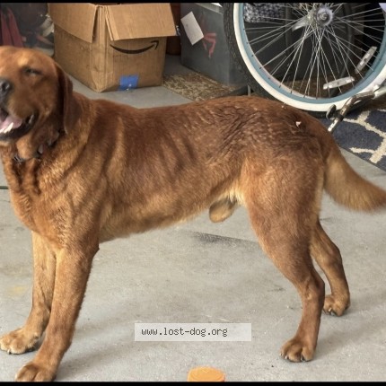 Photo 1/1 Found dog Found in French Lake