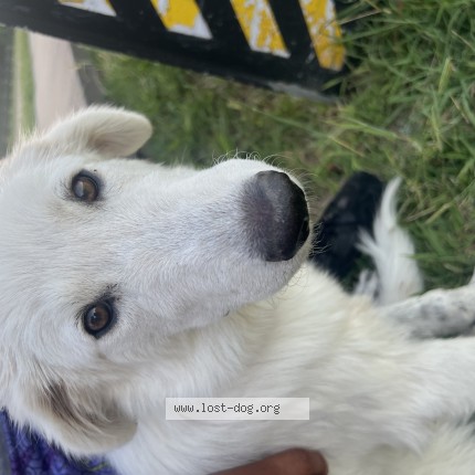 Photo 1/1 Found dog Found in Carrollton