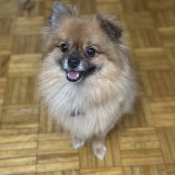 Mochi