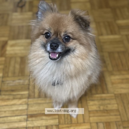Photo 1/1 Mochi Dog lost in Ottawa