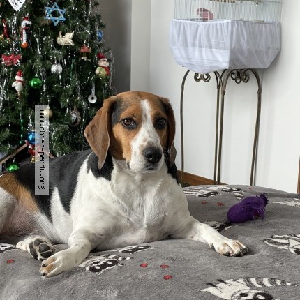 Photo 1/1 Maya Dog lost in La Malbaie