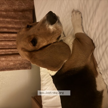 Photo 1/1 Reunited dog Found in Gate