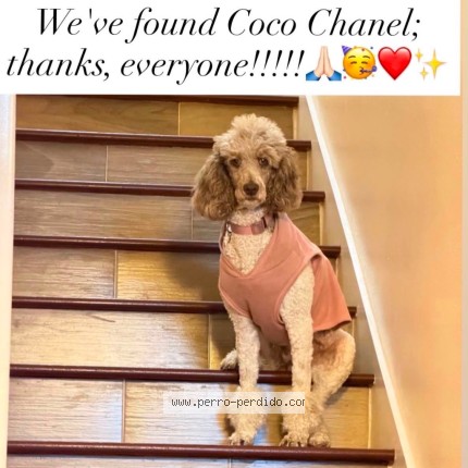 Photo 1/1 Found dog Found in Davenport