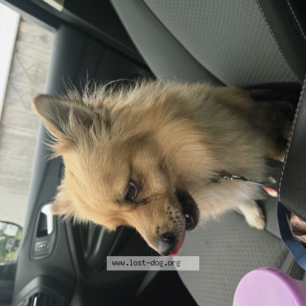 Photo 1/1 Max Dog lost in Wyndmoor