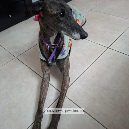Foto di cane ritrovato a Villa Raffo Caseros