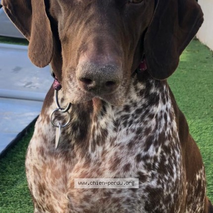 Foto di cane ritrovato a Les Trois Ilet Bourg