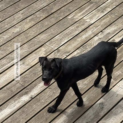 Foto di cane ritrovato a Marmanhac