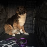 Tyson