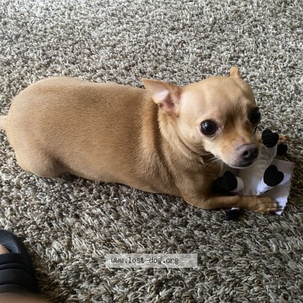 Photo 1/1 Reunited dog Lost in Fort Worth