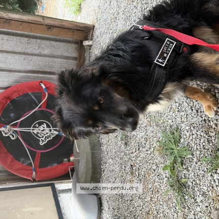 Foto 1/1 Hond gevonden Gevonden in Monceau Sur Sambre