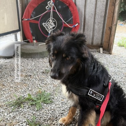 Foto 1/1 Hond gevonden Gevonden in Monceau Sur Sambre