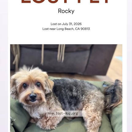 Photo 1/1 Rocky Dog lost in Long Beach