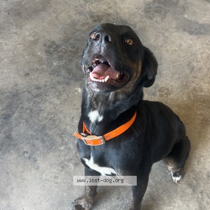 Photo 1/1 Found dog Found in Stockton