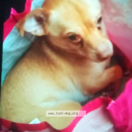 Photo 2/3 mojo Dog lost in Baltimore