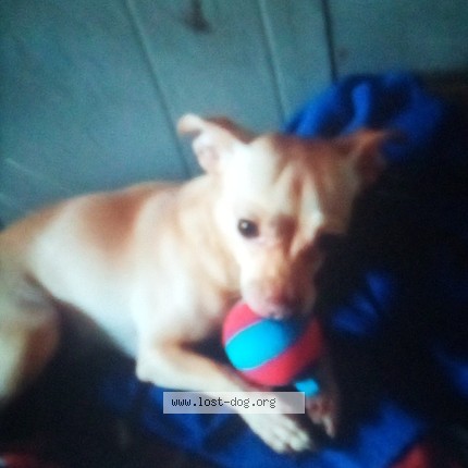 Photo 3/3 mojo Dog lost in Baltimore