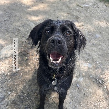 Foto di cane ritrovato a Torfou