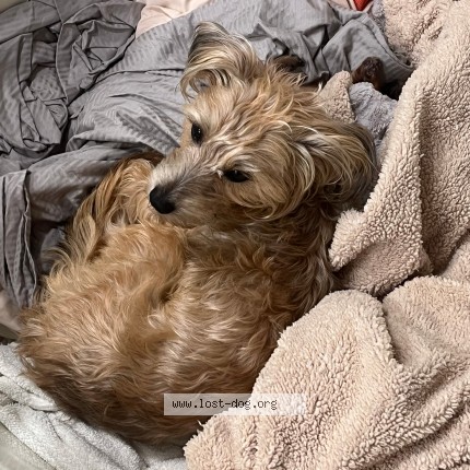 Picture of dog lost at Coachella