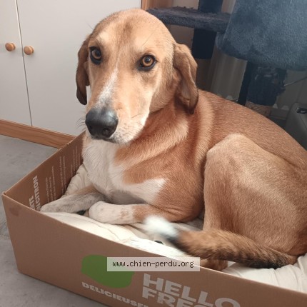 Foto di cane ritrovato a Laloubere