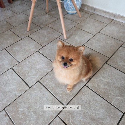 Foto di cane ritrovato a Cayenne