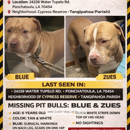 Picture of dog lost at Ponchatoula
