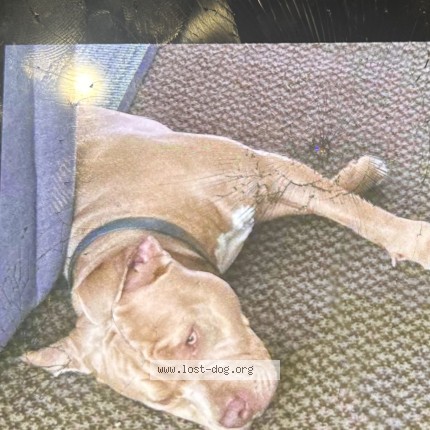 Photo 2/2 Blue Dog lost in Ponchatoula