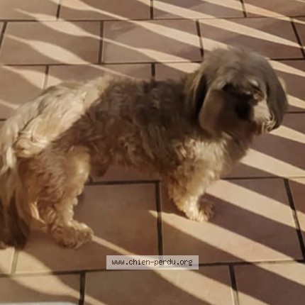 Foto di cane ritrovato a Sausset Les Pins